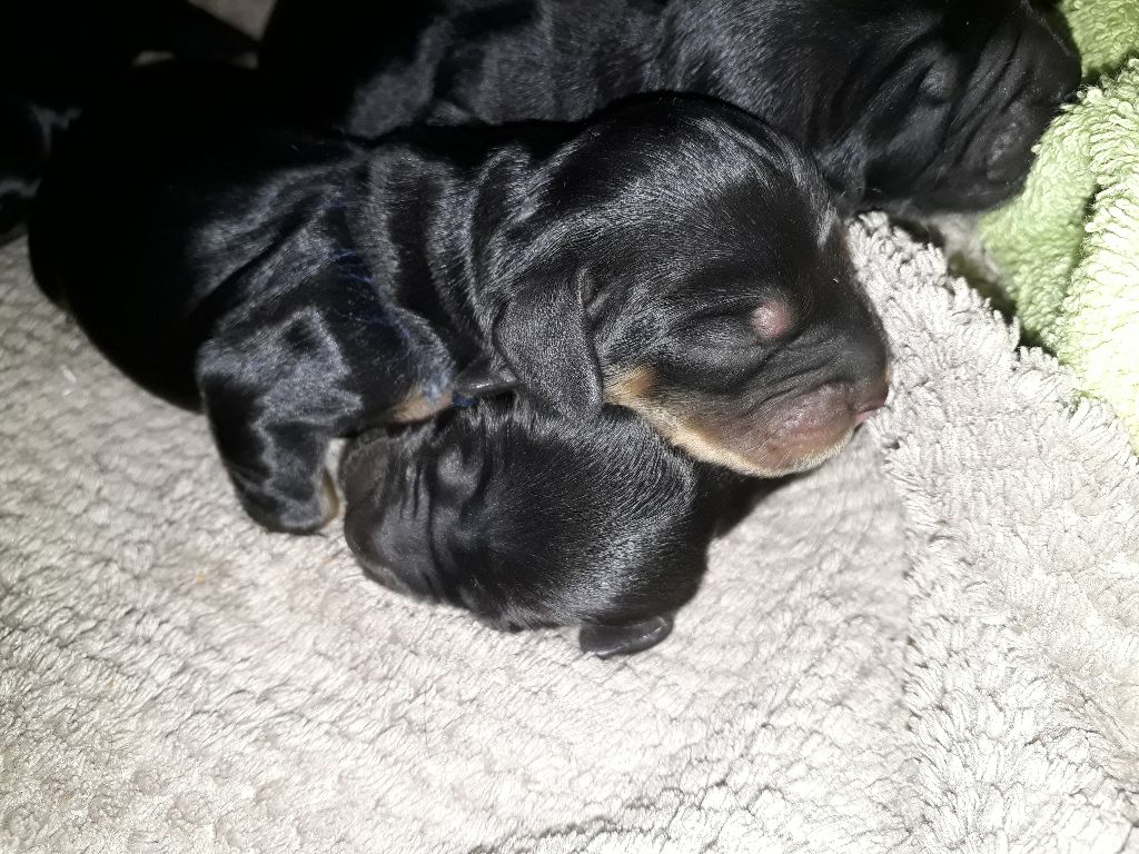 Les bébés sont nés!!!